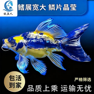 德系玛雅蝴蝶鲤大酋长球体长尾短身锦鲤冷水鱼耐活耐寒淡水观赏鱼