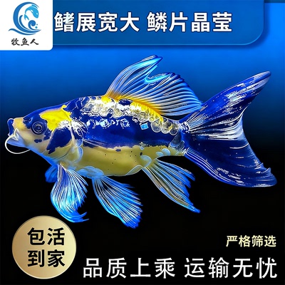 德系玛雅蝴蝶鲤大酋长球体鱼