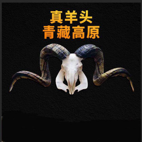 羊头骨羊头装饰羊头摆件真羊头牛头骨标本牛头骨饰品羊头壁挂挂件