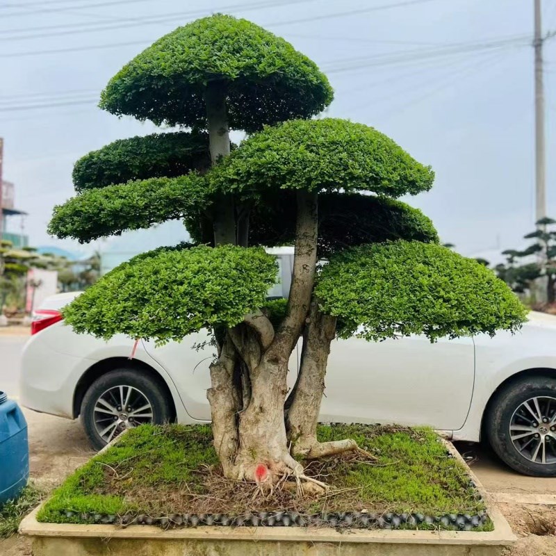 对接白蜡造型树罗汉松造型树黄B杨造型树庭院别墅种植白蜡盆景树