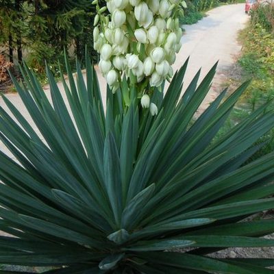 剑麻苗丝兰凤尾兰庭院植物绿化工程苗四季常绿灌木观叶花剑麻小苗