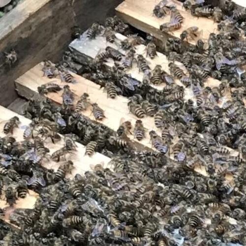 中蜂蜂王蜂群蜜蜂活群带蜂王子脾双色红环产卵强土养专用笼蜂包活