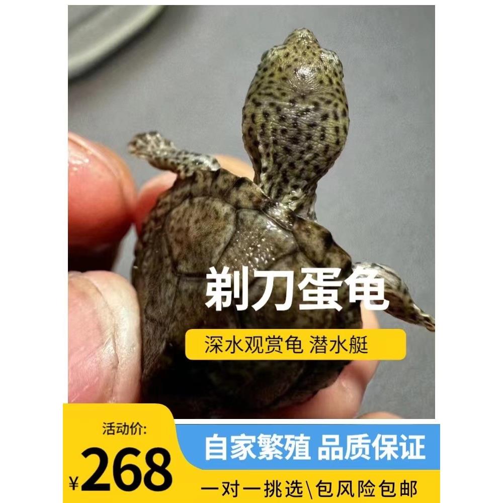剃刀蛋龟苗迷你宠物龟深水乌龟活物观赏龟迷你屋顶龟剃刀龟网红龟