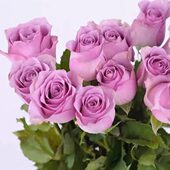 切花玫瑰紫霞仙子蓝紫色玫瑰花四季 开花阳台庭院灌木花量大花期长