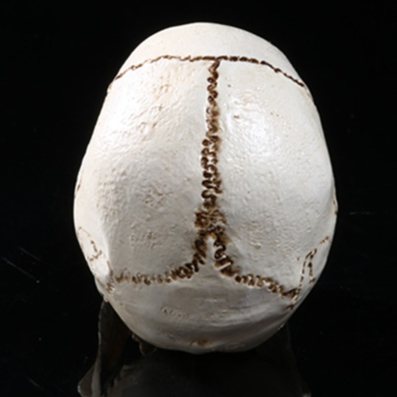 树脂小头骨分体动物p头骨美术标本骷髅头家居摆饰教学骷颅头