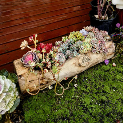 木头树桩b多肉花盆轻奢高级感个性创意长方形家用大口径仙人球花