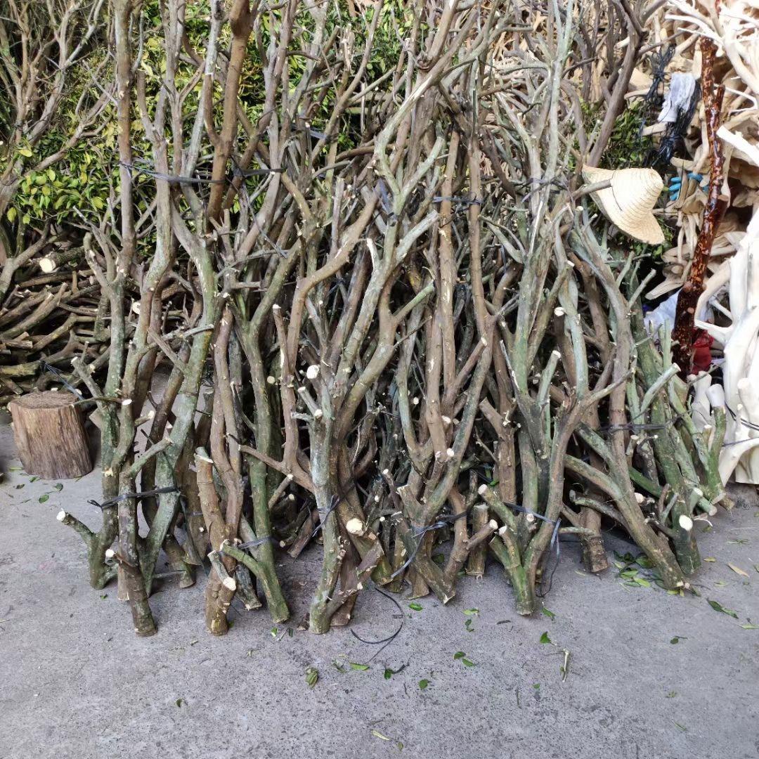 橘子树枝龙骨干支带分叉树枝带皮装饰造景干枝悬挂造型枝条