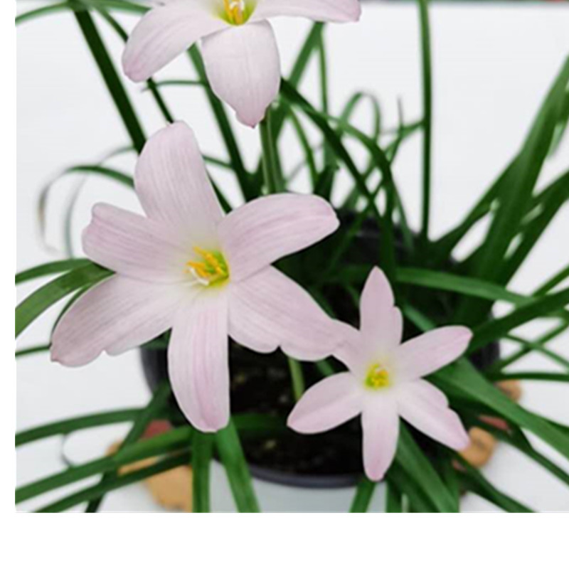 葱兰韮兰风雨兰葱莲.玉莲.白花菖蒲莲.韭菜莲O.肝风草球根植物包