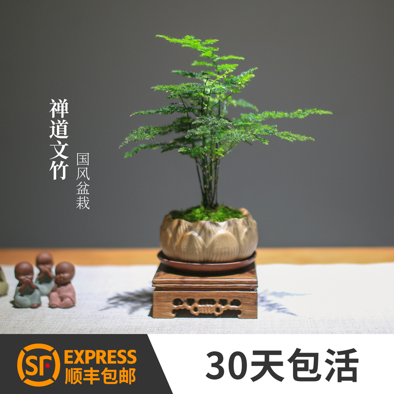 文竹盆栽净化空气绿植四季好养防辐射观叶创意盆景客厅办公桌阳台