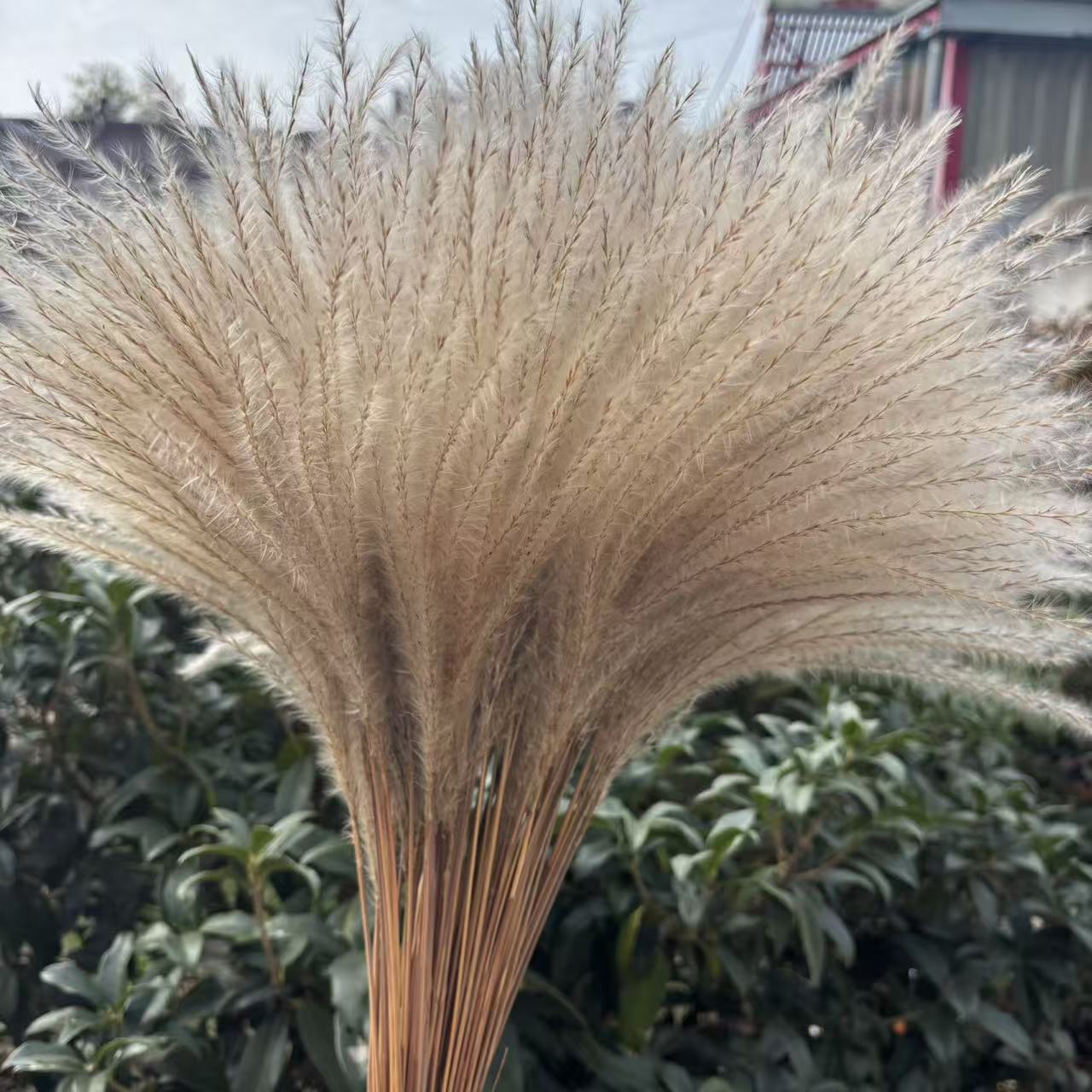 芦苇干花天然永生花束