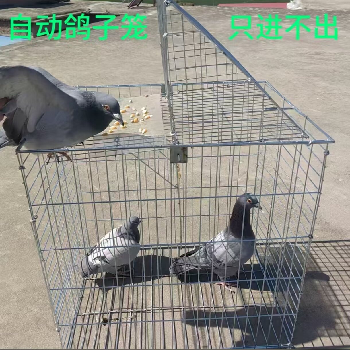 户外鸽子专用笼镀锌防锈天落笼只进不出翻转笼信鸽训练回收笼