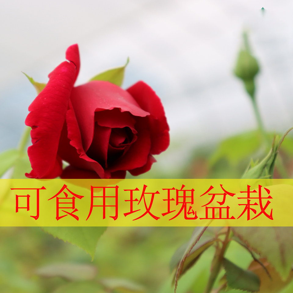 可食用玫瑰盆栽新鲜带盆栽好 可泡水可做鲜花饼可做果酱墨红,鲜花速递/花卉仿真/绿植园艺,时令草本花卉,淘宝优惠券,粉丝福利购,淘宝优惠卷