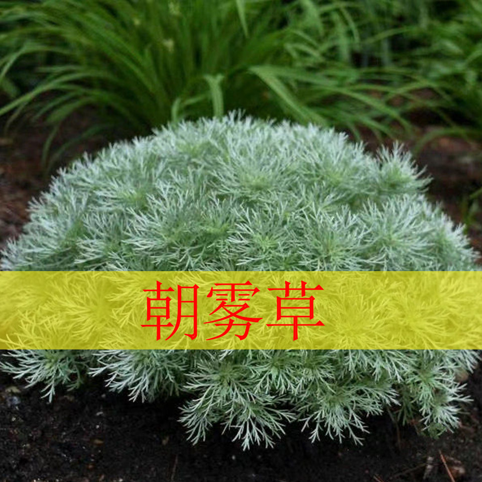 朝雾草不可食用香草植物盆栽克拉香草推荐银叶草观赏好看耐寒好养