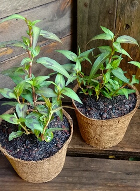 越南香菜 芫荽叻沙叶香柳菜食用多年生阳台庭院耐寒耐热盆栽苗