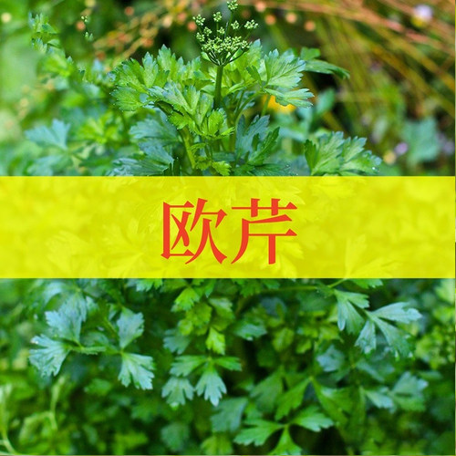 皱叶平叶欧芹可食用意大利欧芹一年生香草蔬菜植物盆栽欧摆盘装饰