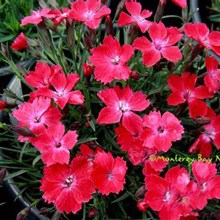 欧石竹地被石竹 猩红 Dianthus Kahori Scarlet耐热 盆栽深玫红