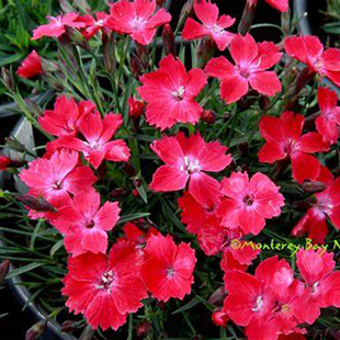 欧石竹地被石竹 猩红 Dianthus Kahori Scarlet耐热 盆栽深玫红
