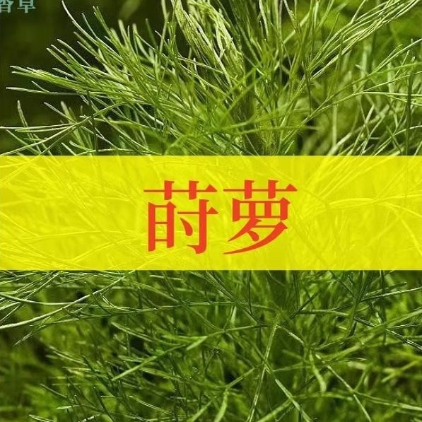 莳萝可食用一年生洋茴香