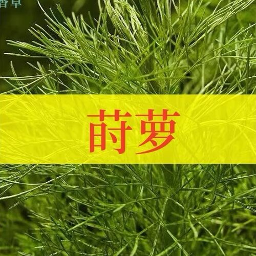 莳萝可食用一年生洋茴香