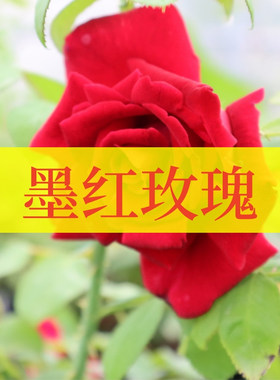 墨红玫瑰可食用多年生香