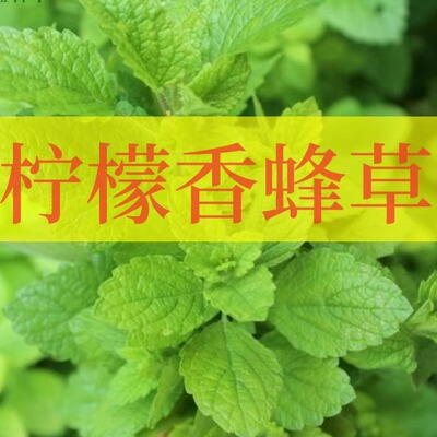 柠檬香蜂草可食用香草植物盆栽克拉香草柠檬薄荷食用泡水口感好