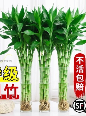 富贵竹水培植物客厅招财红紫鸿运竹盆栽节节高粗杆水养竹子发财树