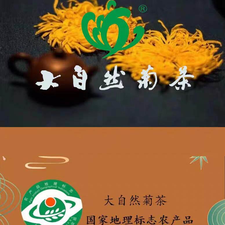 开封特产大自然菊茶金丝皇菊超大朵菊花茶一朵一杯新花茶