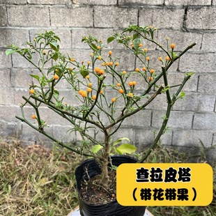 查拉皮塔辣椒树老桩多年生红色黄色查拉皮塔迷你辣椒红.查观赏食