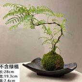 创意陶瓷绿植接枝飘球水阳台苔藓托盘大号花盆室内桌面专用蕨类