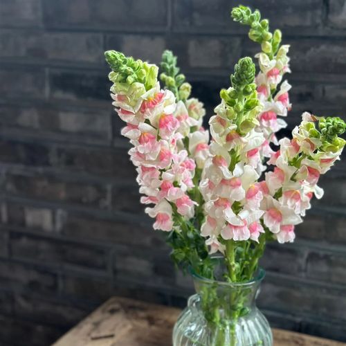 可爱粉色金鱼草鲜花云南基地x直发昆明鲜切花束室内水养瓶插花包