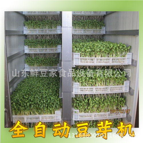 全自动豆芽机商用豆芽机大型豆芽机绿色豆芽机厂家直销