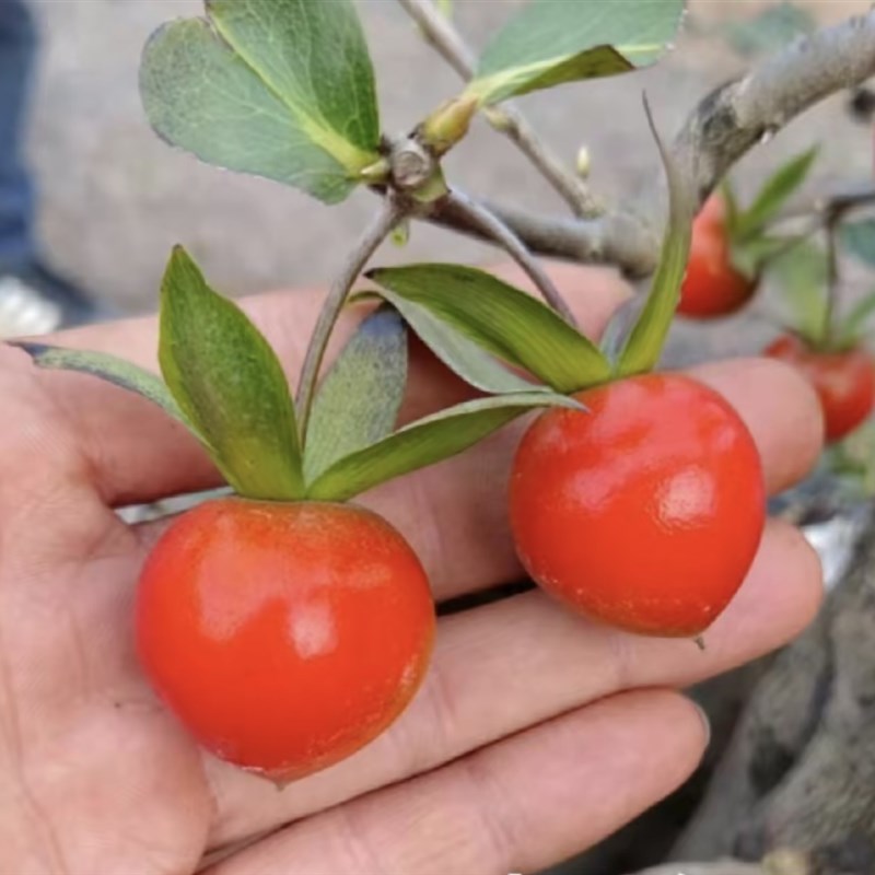 老鸦柿盆景素材绿植
