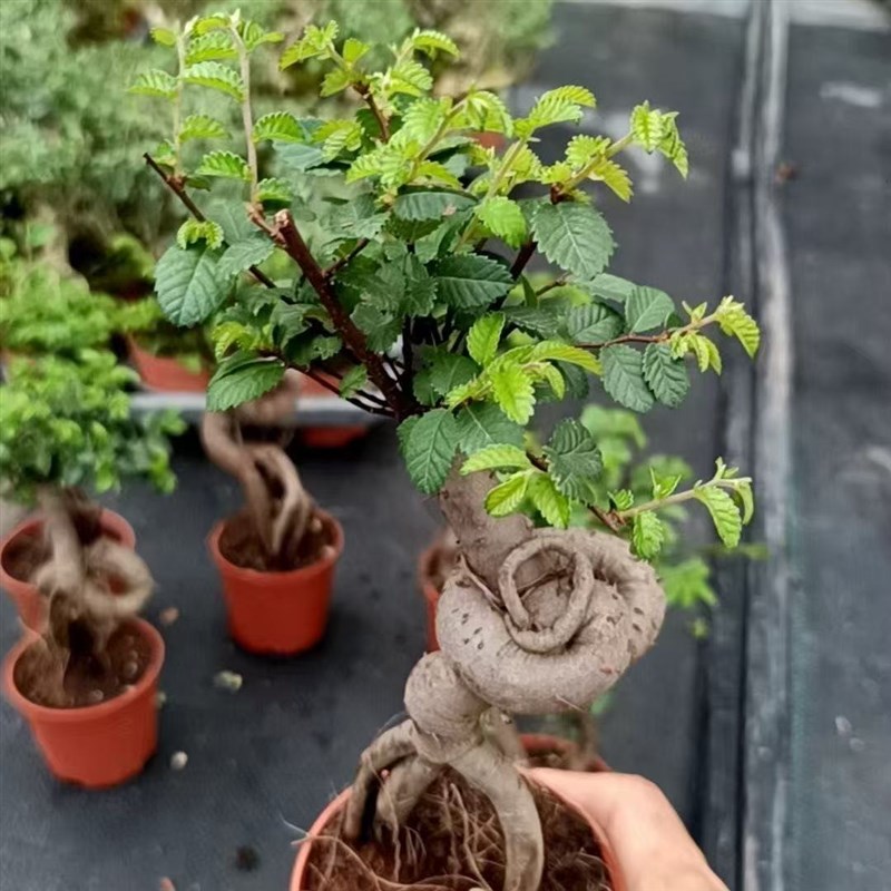提根榆树盆景小叶榔榆新款桌面小型盆栽室内好养绿植禅意净化空气