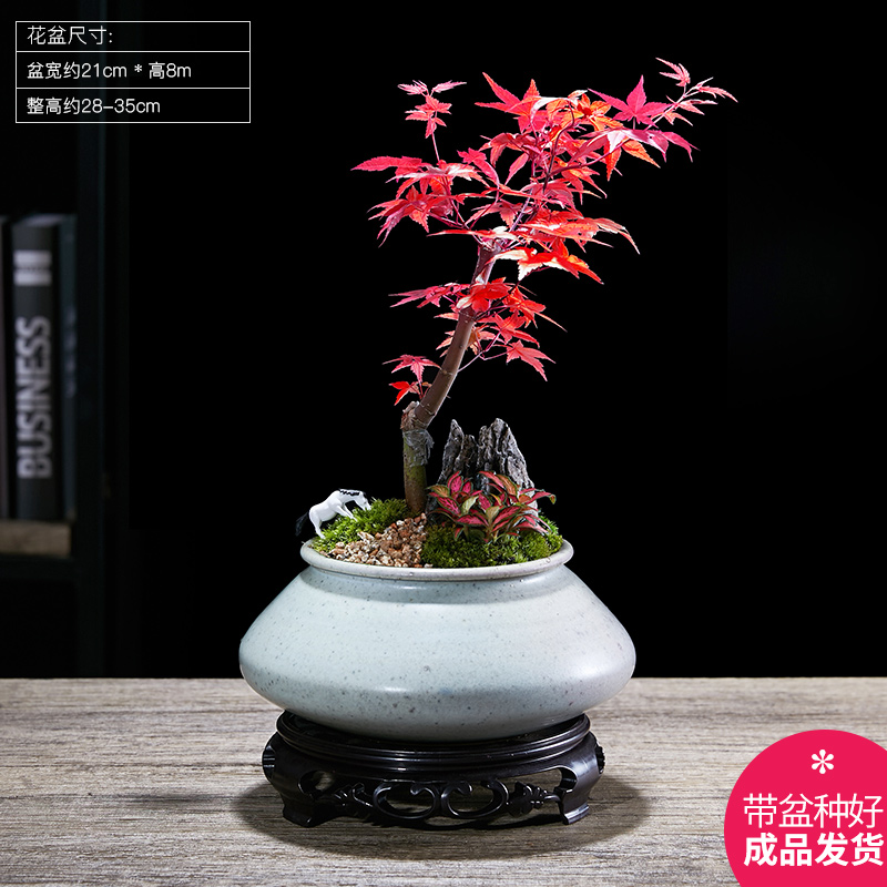 红枫盆景室内桌面窗台办公室红叶盆栽庭院观叶净化空气茶台绿植物