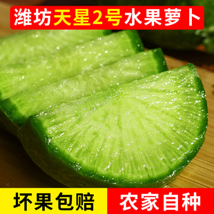 山东潍坊天星水果萝卜生吃正宗潍县特产青萝卜新鲜甜脆非沙窝萝卜