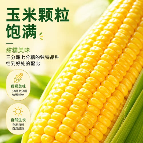 25年新鲜五寨甜糯玉米软糯低脂