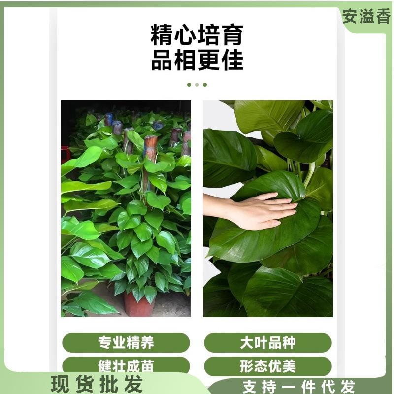 大叶绿萝柱盆栽客厅大型绿植办公室内除甲醛净化空气四季好养绿箩