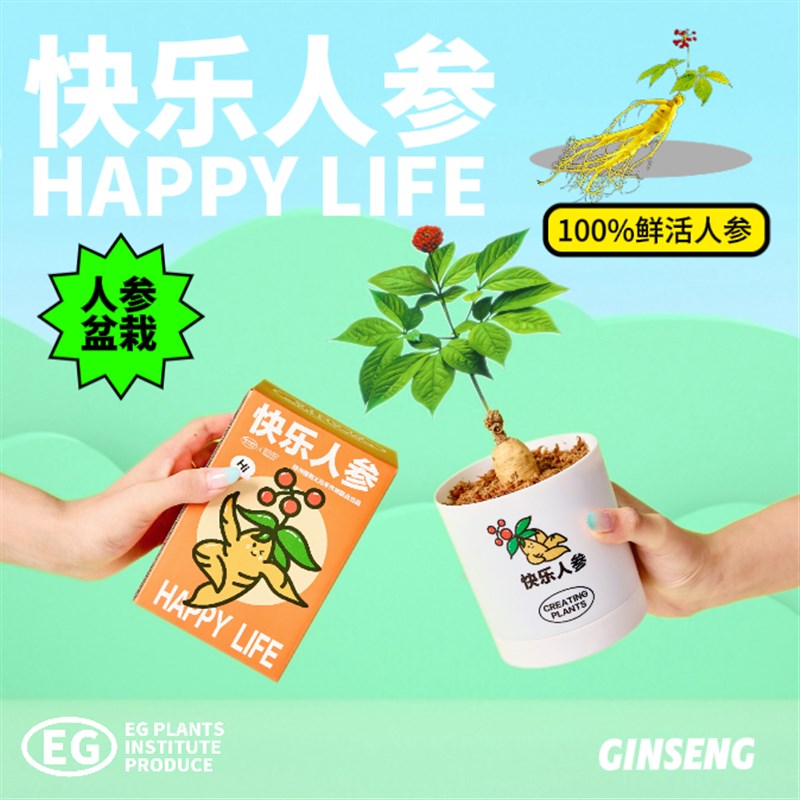 绿州快乐人参盆栽创意植物办公室桌面绿植懒人室内好养国庆节礼物