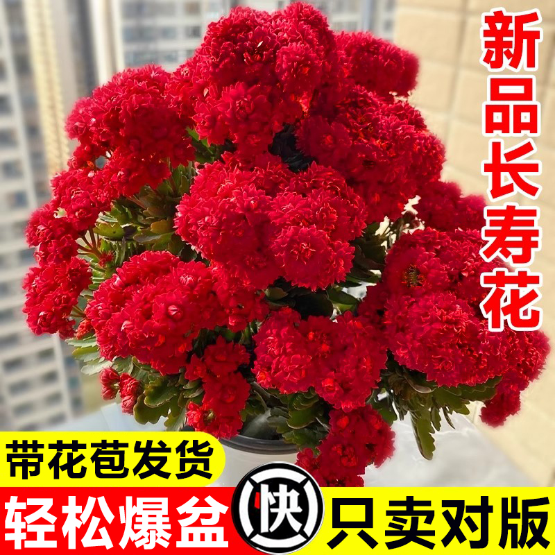 长寿花苗盆栽带花苞发货