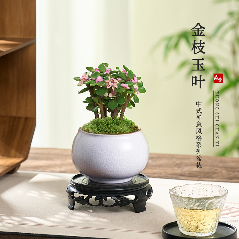 金枝玉叶盆栽棒棒糖老桩多肉植物盆景水培办公室内桌面花卉小绿植