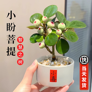 小盼菩提盆栽菩提树带果发货茶几桌面中式禅意小绿植工位招财摆件