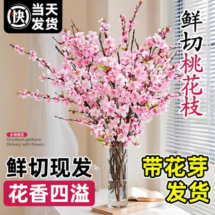 桃花鲜枝干枝水培鲜切带花苞室内客厅水养绿植年宵花卉办公室盆栽