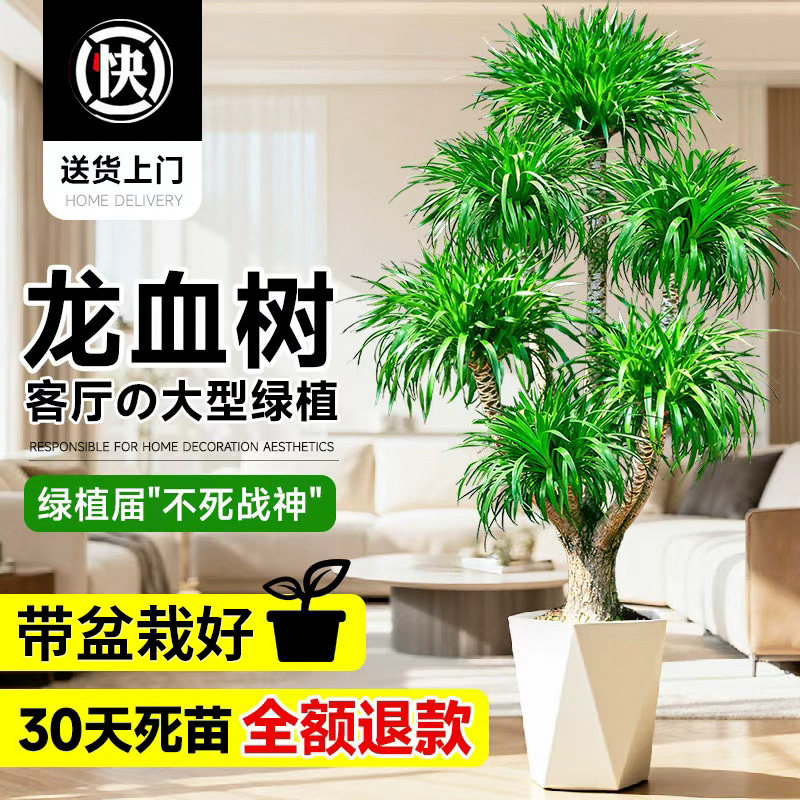 龙血树客厅旺宅绿植室内大型盆栽多头龙须树办公室高级感落地植物