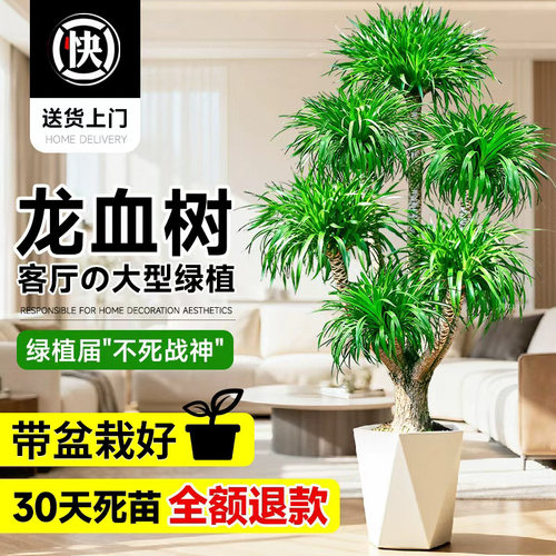 龙血树客厅旺宅客厅落地大绿植