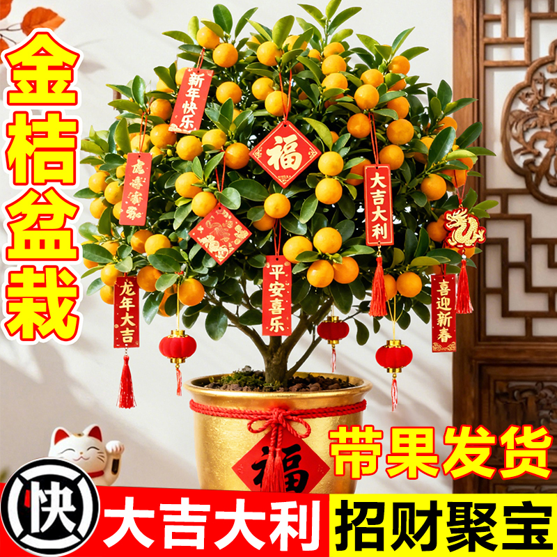 金桔树盆栽可食用带果年桔