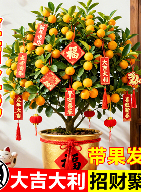 金桔树盆栽可食用带果年桔四季橘子树苗客厅室内外年宵花卉绿植物