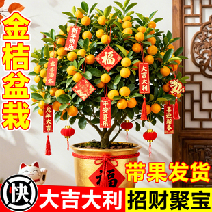 金桔树盆栽可食用带果年桔四季橘子树苗客厅室内外年宵花卉绿植物