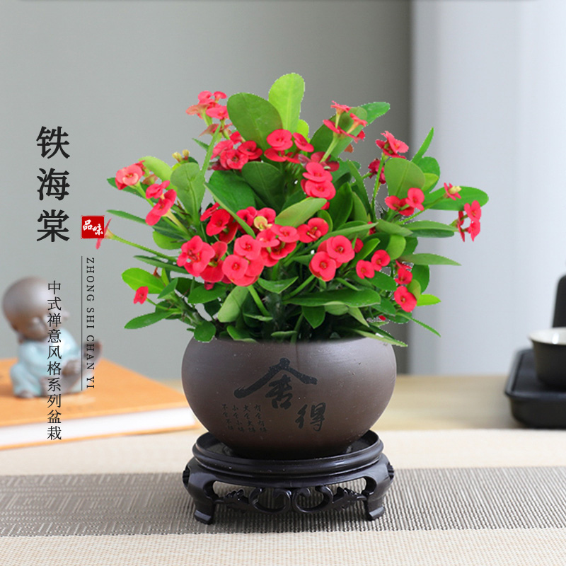 铁海棠盆栽带花发货虎刺梅绿植