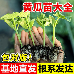 黄瓜苗秧苗水果黄瓜苗旱青瓜苗高产密刺青瓜四季阳台盆栽蔬菜苗