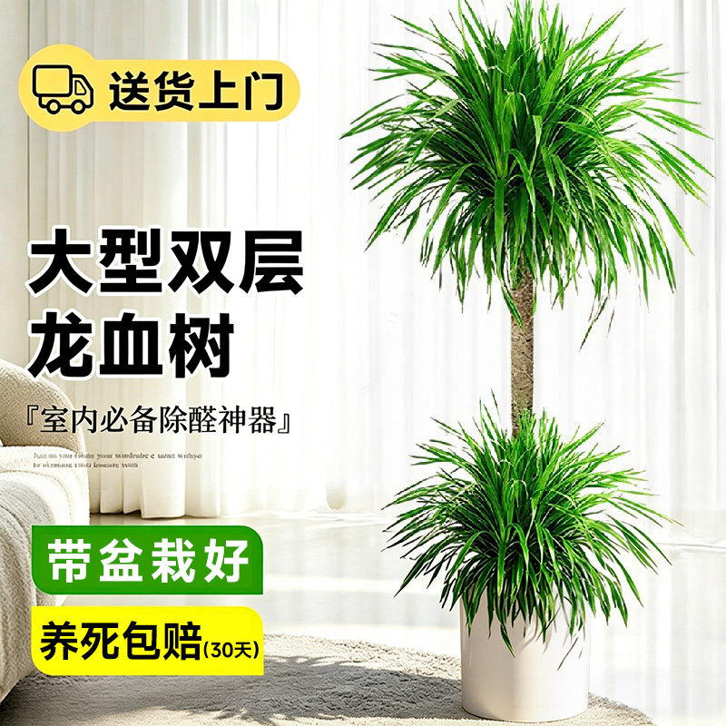 龙血树绿植高级感客厅大盆栽办公室大型植物落地盆景旺宅老桩摆件